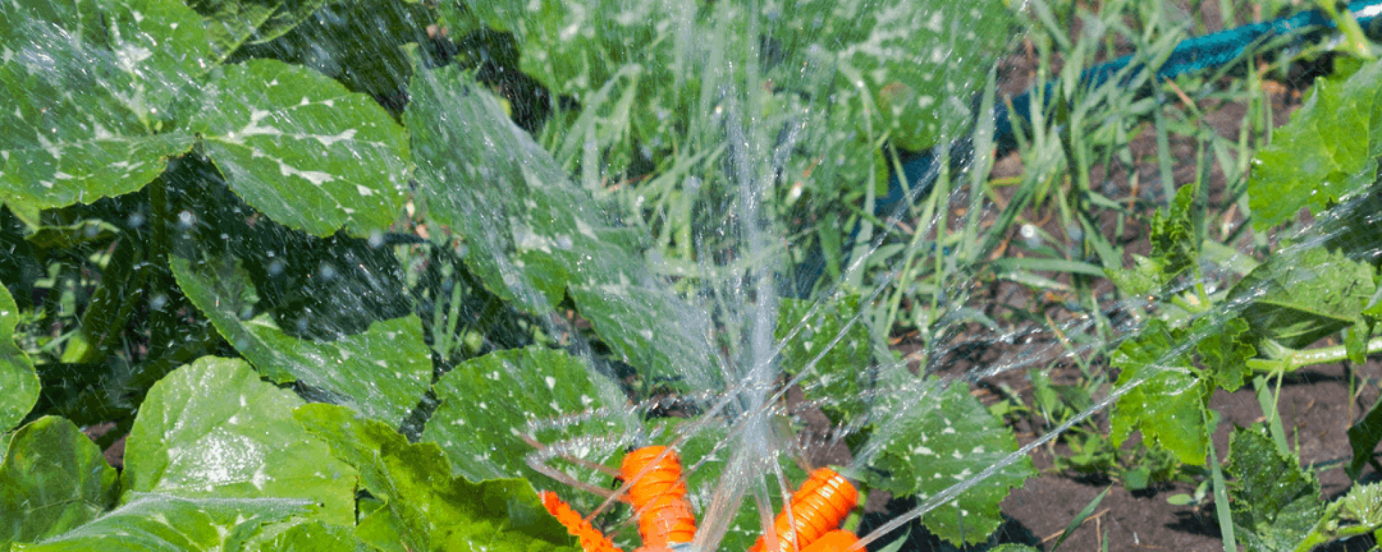 Techniques jardinage – arrosage (11) Techniques jardinage - arrosage (11)