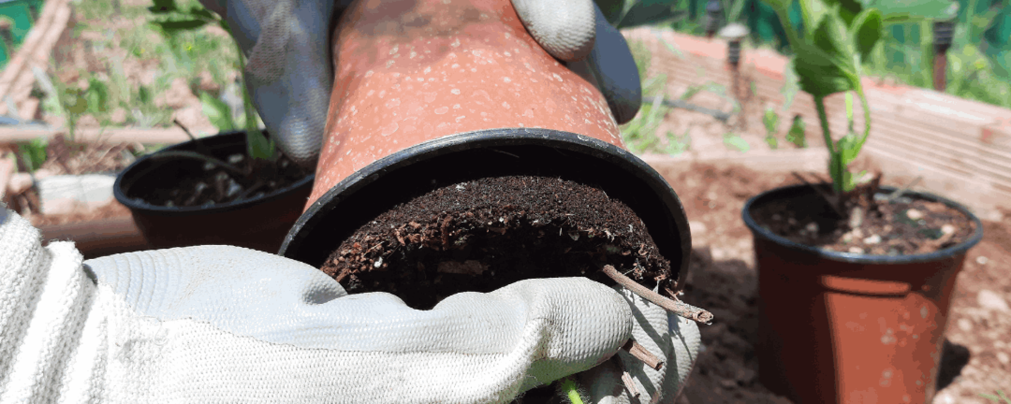 potager fraise (3)