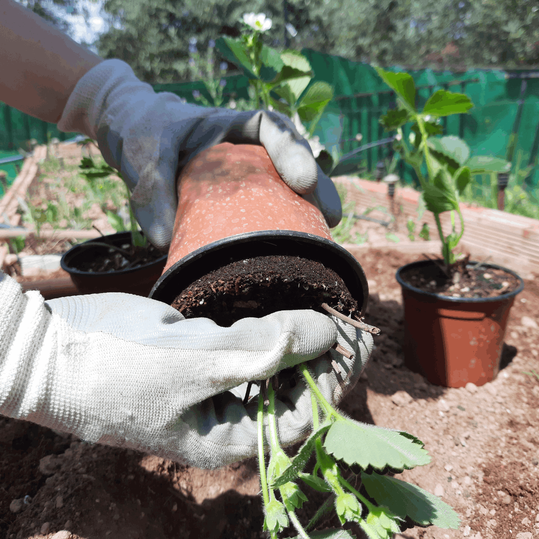 Plantation de fraisier : mode d’emploi et astuces