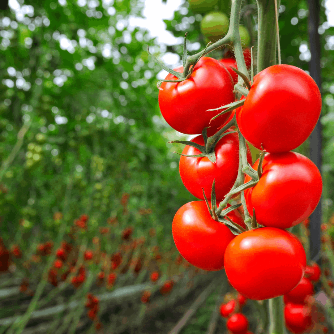 Comment réussir ses plantations de tomates ?